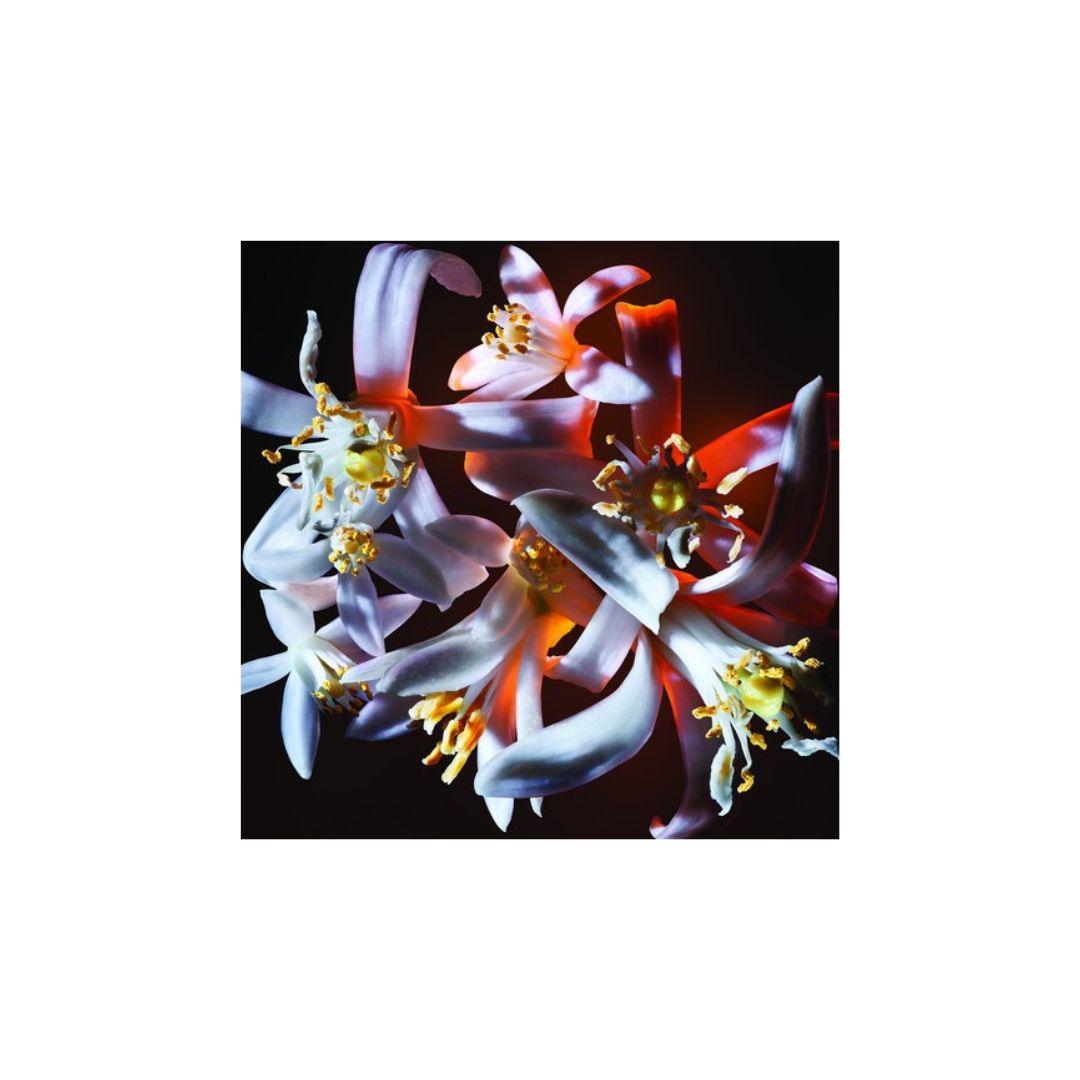 Ysl Libre Flowers And Flames Edp 90ml בושם איב סאן לורן ליברה פלאוורס לאישה-GLAM42
