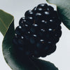 Jo Malone - Blackberry & Bay EDC For Women 100ML-GLAM42